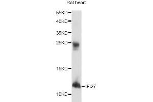 Western blot analysis of extracts of rat heart, using IFI27 antibody. (IFI27 anticorps)