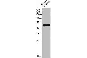 Western blot analysis of mouse-lung mouse-heart 293T Hela 3T3 lysate, antibody was diluted at 500. (LAMP3 anticorps  (AA 261-310))