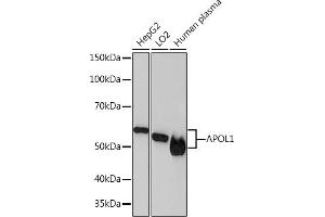 Western blot analysis of extracts of various cell lines, using  Rabbit mAb (ABIN7265645) at 1:1000 dilution. (APOL1 anticorps)