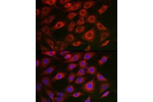 Immunofluorescence analysis of NIH/3T3 cells using Syntrophin alpha 1 Rabbit pAb (ABIN7270692) at dilution of 1:50 (40x lens). (SNTA1 anticorps)