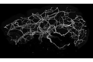 Immunofluorescence analysis of entire human skin, optically cleared with BABB, using CD31 (2MAC4, 2PEC47, 3MAC24, 3MAC69, 3MAC82, 3PEC82, 20 μg/mL) polyclonal LIMAAbody®, labelled with Alexa Fluor® 647 imaged on Zeiss LS7. (Recombinant CD31 anticorps  (Extracellular Domain))
