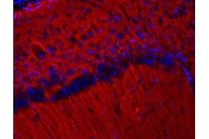 Indirect immunolabeling of PFA fixed mouse cortex section (dilution 1 : 200; red).