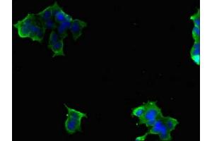 Immunofluorescent analysis of 293 cells using ABIN7170027 at dilution of 1:100 and Alexa Fluor 488-congugated AffiniPure Goat Anti-Rabbit IgG(H+L)