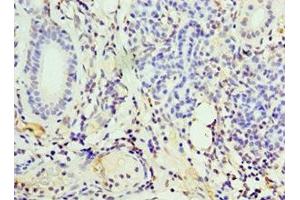 Immunohistochemistry of paraffin-embedded human pancreatic tissue using ABIN7156601 at dilution of 1:100