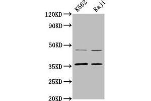 Western Blot Positive WB detected in: K562 whole cell lysate, Raji whole cell lysate All lanes: MAGEA2 antibody at 4. (MAGEA2 anticorps  (AA 1-104))