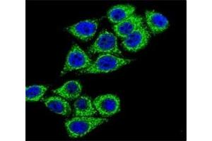 Confocal immunofluorescent analysis of CD38 antibody with HeLa cells followed by Alexa Fluor 488-conjugated goat anti-rabbit lgG (green).