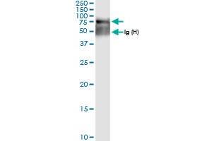 Immunoprecipitation of SGSH transfected lysate using anti-SGSH MaxPab rabbit polyclonal antibody and Protein A Magnetic Bead , and immunoblotted with SGSH MaxPab rabbit polyclonal antibody (D01) .