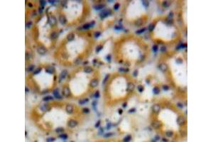 Used in DAB staining on fromalin fixed paraffin-embedded kidney tissue (TRAF6 anticorps  (AA 254-475))