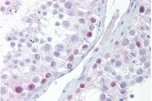 Immunohistochemistry with Testis tissue at an antibody concentration of 5µg/ml using anti-UTF1 antibody (ARP30063_P050)