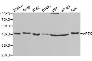 Western blot analysis of extracts of various cell lines, using APTX antibody (ABIN5973100) at 1/1000 dilution. (Aprataxin anticorps)