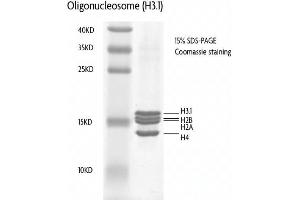 Recombinant Nucleosomes (H3. (Nucleosomes (AA 1-103), (AA 1-126), (AA 1-130), (AA 1-136) Protéine)