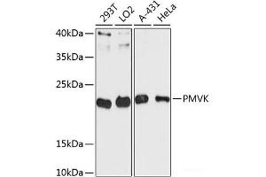 Western blot analysis of extracts of various cell lines using PMVK Polyclonal Antibody at dilution of 1:3000. (PMVK anticorps)