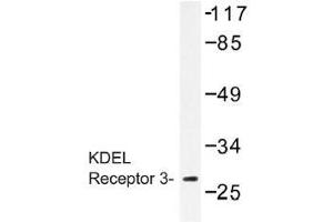 Image no. 1 for anti-KDEL (Lys-Asp-Glu-Leu) Endoplasmic Reticulum Protein Retention Receptor 3 (kDELR3) antibody (ABIN317836) (KDELR3 anticorps)