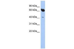 SCFD1 antibody used at 1 ug/ml to detect target protein. (SCFD1 anticorps  (N-Term))