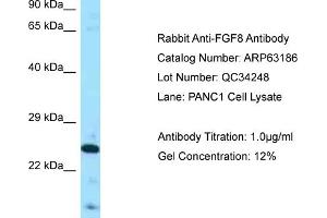 Western Blotting (WB) image for anti-Fibroblast Growth Factor 8 (Androgen-Induced) (FGF8) (Middle Region) antibody (ABIN2789405)