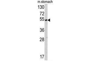 Western blot analysis of SUV4-20H2 antibody (Center) in mouse stomach tissue lysates (35ug/lane). (SUV420H2/KMT5C anticorps  (Middle Region))