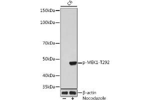 Western blot analysis of extracts of C6 cells, using Phospho-MEK1-T292 Rabbit mAb (ABIN7268635) at 1:1000 dilution. (MEK1 anticorps  (pThr292))