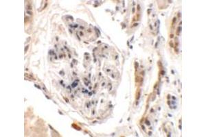 Immunohistochemistry of UHRF1BP1L in human kidney tissue with UHRF1BP1L antibody at 2.