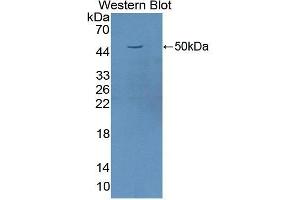 Western Blotting (WB) image for anti-Fas Ligand (TNF Superfamily, Member 6) (FASL) (AA 103-281) antibody (ABIN1172027) (FASL anticorps  (AA 103-281))