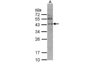WB Image Sample (30 ug of whole cell lysate) A: 293T 12% SDS PAGE antibody diluted at 1:500 (CAMK1D anticorps)