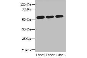 Western blot All lanes: ARMT1 antibody at 0. (ARMT1 (AA 2-250) anticorps)