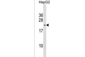 S2L5 Antibody (C-term) (ABIN1537609 and ABIN2850279) western blot analysis in HepG2 cell line lysates (35 μg/lane).