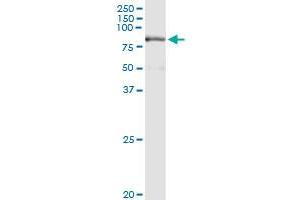 Immunoprecipitation of PRMT7 transfected lysate using anti-PRMT7 MaxPab rabbit polyclonal antibody and Protein A Magnetic Bead , and immunoblotted with PRMT7 purified MaxPab mouse polyclonal antibody (B01P) .