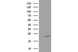 Western Blotting (WB) image for anti-Growth Differentiation Factor 15 (GDF15) antibody (ABIN1500099) (GDF15 anticorps)