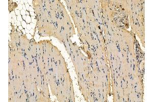 FAM62B Antibody at 1/100 staining rat muscle tissue by IHC-P.