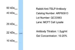 Western Blotting (WB) image for anti-Thymic Stromal Lymphopoietin (TSLP) (C-Term) antibody (ABIN2788621) (Thymic Stromal Lymphopoietin anticorps  (C-Term))