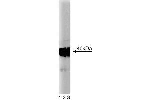Western blot analysis of SMN on a HepG2 cell lysate (Human hepatocellular carcinoma, ATCC HB-8065) (left). (SNRPN anticorps  (AA 14-174))