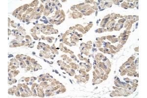FARS2 antibody was used for immunohistochemistry at a concentration of 4-8 ug/ml to stain Skeletal muscle cells (arrows) in Human Muscle. (FARS2 anticorps  (N-Term))