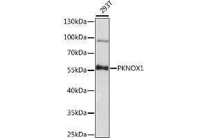 Western blot analysis of extracts of 293T cells, using PKNOX1 antibody (ABIN7269189) at 1:1000 dilution. (PKNOX1 anticorps  (AA 322-436))