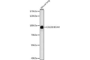 Western blot analysis of extracts of mouse lung, using CD239/CD239/BCAM antibody (ABIN7265829) at 1:1000 dilution.