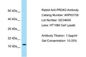 Western Blotting (WB) image for anti-Prokineticin 2 (PROK2) (Middle Region) antibody (ABIN2789614) (PROK2 anticorps  (Middle Region))