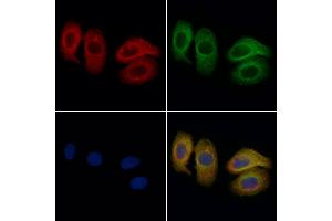 ABIN6261698 and ABIN6276856 staining Hela cells by IF/ICC. (Fc epsilon RI/FCER1A anticorps  (C-Term))