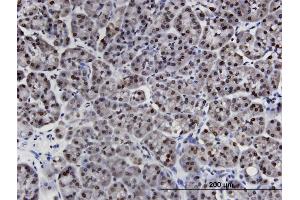 Immunoperoxidase of monoclonal antibody to LIMD1 on formalin-fixed paraffin-embedded human pancreas. (LIMD1 anticorps  (AA 577-674))