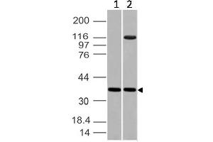 Image no. 1 for anti-Embigin (EMB) (AA 100-250) antibody (ABIN5027182) (Embigin anticorps  (AA 100-250))
