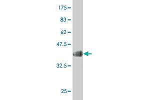 Western Blot detection against Immunogen (35.