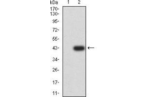 Western blot analysis using TIGIT mAb against HEK293 (1) and TIGIT (AA: extra 22-141)-hIgGFc transfected HEK293 (2) cell lysate.