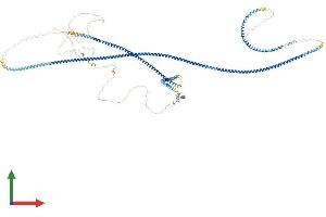 AlphaFold protein structure predicition of Mouse Recombinant Cgn Protein, UniprotID P59242