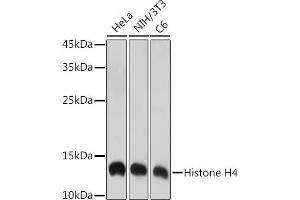Western blot analysis of extracts of various cell lines, using Histone H4 antibody (ABIN7267706) at 1:1000 dilution. (HIST4H4 anticorps)