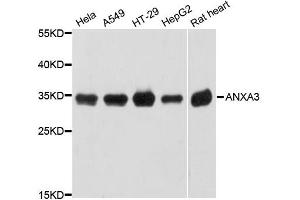 Western blot analysis of extracts of various cell lines, using ANXA3 antibody (ABIN5997234) at 1:3000 dilution. (Annexin A3 anticorps)