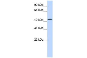 WB Suggested Anti-C7orf42 Antibody Titration:  0. (C7orf42 anticorps  (N-Term))