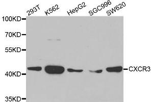 Western blot analysis of extracts of various cell lines, using CXCR3 antibody (ABIN5971514) at 1:400 dilution. (CXCR3 anticorps)