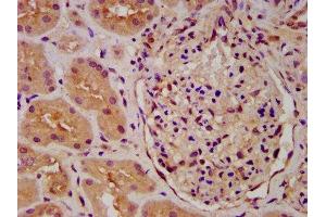 IHC image of ABIN7163230 diluted at 1:600 and staining in paraffin-embedded human kidney tissue performed on a Leica BondTM system.