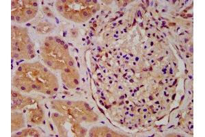 IHC image of ABIN7163230 diluted at 1:600 and staining in paraffin-embedded human kidney tissue performed on a Leica BondTM system. (PICALM anticorps  (AA 517-624))