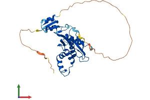 AlphaFold protein structure predicition of Human Recombinant RNASEH1 Protein, UniprotID O60930