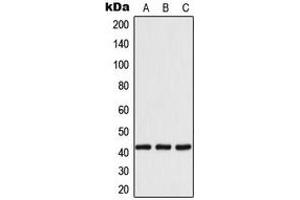 Western blot analysis of 14-3-3 eta expression in MCF7 (A), SP2/0 (B), H9C2 (C) whole cell lysates.
