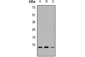 Western blot analysis of PEA15 expression in HEK293T (A), RAW264.
